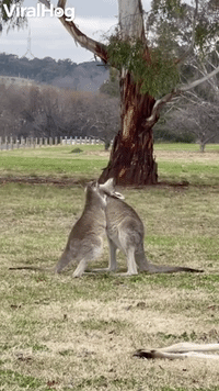 Cuddly Joey Hugs Mama Kangaroo in Park