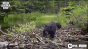 bear GIF by PBS