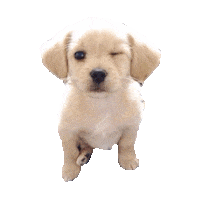 puppy wink STICKER by imoji