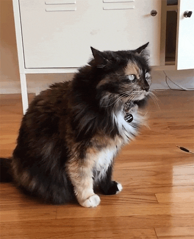 cat side eye GIF by Adventures Once Had