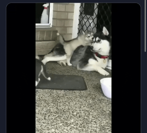 samcallahan2cc2 puppy fluffy husky clumsy GIF