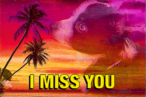 Video gif. Two dogs looking sweet and sad overlay a photo of a beach at sunset. Text, “I miss you.”
