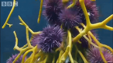 kerryanderson giphygifmaker kelp urchin sea urchin GIF