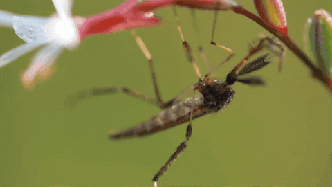 CreatureFeatures giphygifmaker gallinipper mosquito GIF