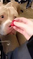 Expressive Pit Bull Delicately Samples a Raspberry