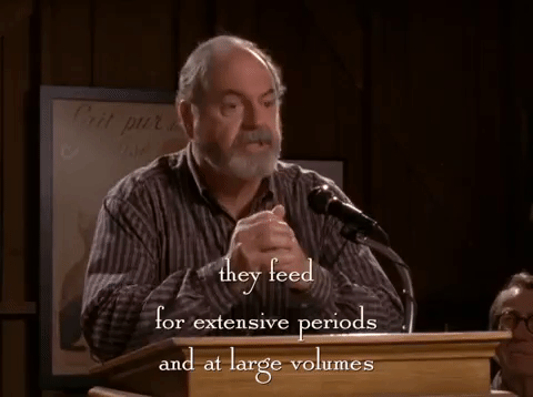 season 5 netflix GIF by Gilmore Girls 