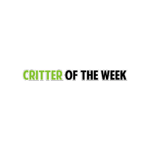 aarcs giphygifmaker aarcs critter of the week Sticker