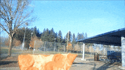 pizza bmx GIF by Digg