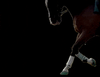 FormaHoofLtd horse pony dressage endurance GIF