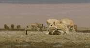 snow leopard monkey GIF by Disney