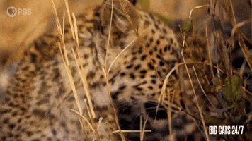 Season 2 Leopard GIF by PBS