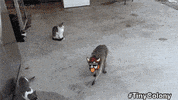 tinycolony gaming solana tinycolony GIF