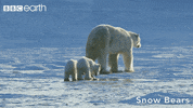 polar bear snow GIF by BBC Earth