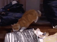 season 1 netflix GIF by Gilmore Girls 