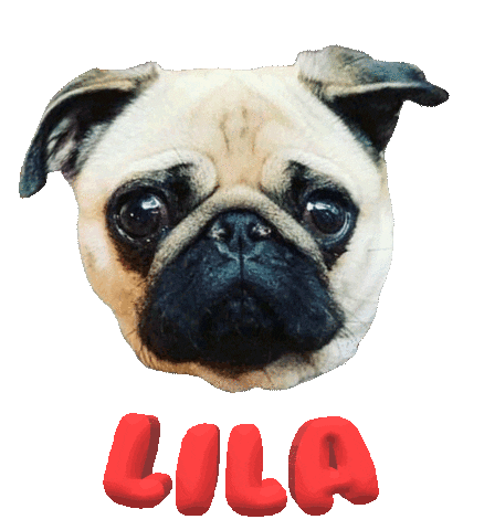 Dog Pug Sticker