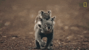 Koala GIF by Nat Geo Wild