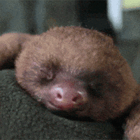 Wildlife gif. Sleeping sloth perched over a blanket yawns wide, opens eyes, then sticks out his tongue.