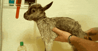 Goat Bleating GIF