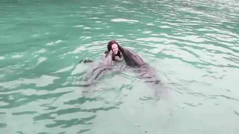 GIF by Dolphin Discovery