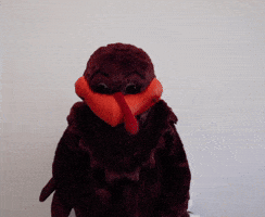 Muscle GIF by Virginia Tech