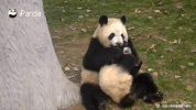 bÃÂ©bÃÂ© panda GIF by BFMTV