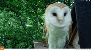 owl GIF