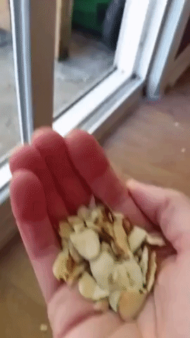 Ungrateful Squirrel Bites the Hand That Feeds