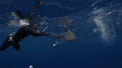 ship sharks GIF by Shark Week