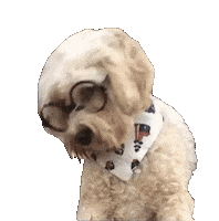 whenninametellie dog puppy smart cockapoo Sticker
