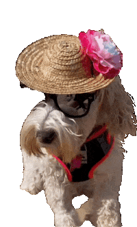 whenninametellie dog puppy sunglasses cool dog Sticker