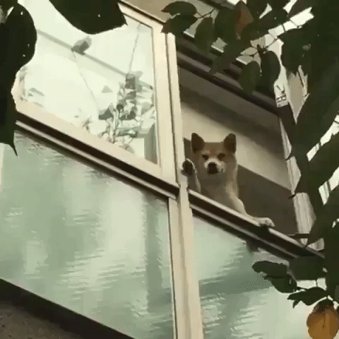 dog hello GIF