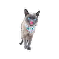 Cat Tongue Sticker by Geekster Pets