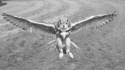 art look how evil it looks like GIF by hoppip