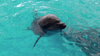 Kharkiv Aquarium's Dolphins Evacuated to Odesa