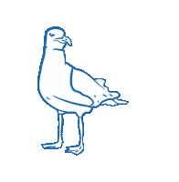 Strand Vogel Sticker by Marine Stewardship Council (MSC)