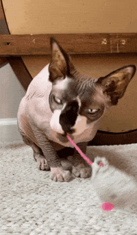Throw Around Sphynx Cat GIF