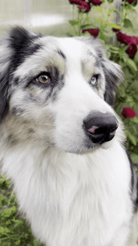 Milk Mem GIF