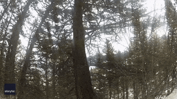 Mountain Lion Soars Through the Air and Lands Right on Trail Cam