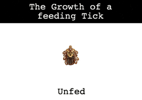 cycle tick GIF