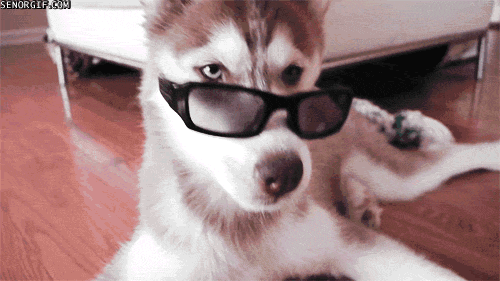 dog chilling GIF by Cheezburger
