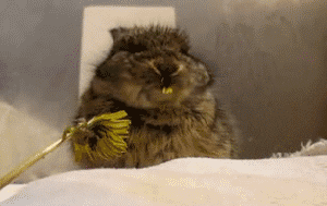 bunny GIF