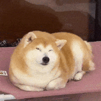 Angry Tiger GIF
