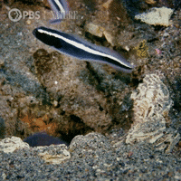 Pop Out Pbs Nature GIF by Nature on PBS