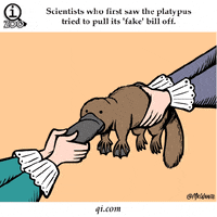 images platypus GIF