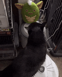 Bad Cat GIF
