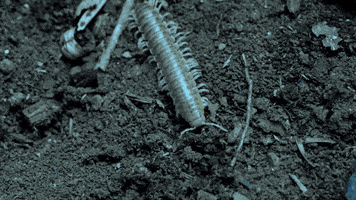 Beetle Deep Look GIF by PBS Digital Studios
