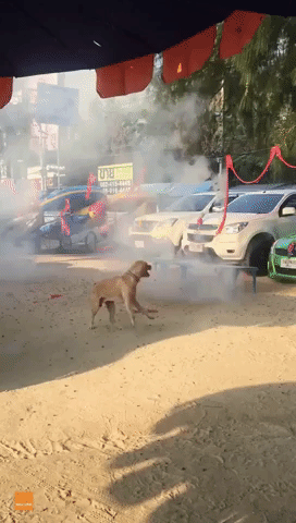 Dog Gets Excited Over Chinese New Year Celebrations