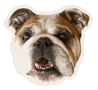 I Love You Corazon Sticker