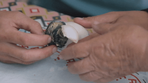 siiasid giphyupload egg nestling reserve askania GIF