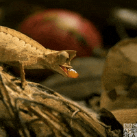Wildlife Madagascar GIF by BBC America